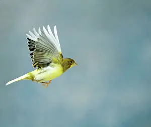 Aviary: Canary - Variegated fife in flight side view wings