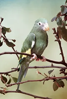 Parakeet: CANARY WINGED PARAKEET - on branch