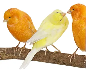 Canaries: Canary yellow and orange on a branch