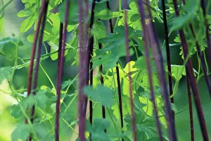 Strengthen: CanaryCreeper