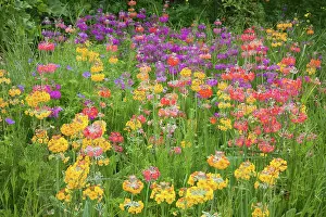 Candelabra: Candelabra primula