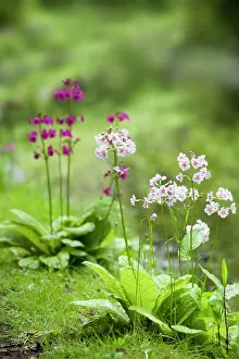 Combinations: Candelabra primula