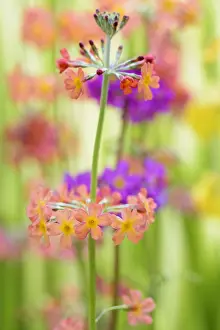 Peach: Candelabra primula, Primula bulleyana, Peach subject