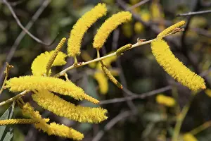 Cole: Candelabra / Soap / Cole's Wattle