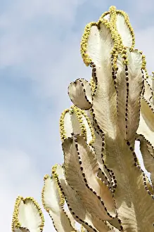 Candelabra: Candelabra tree