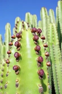Euphorbia: Candelabra tree, Euphorbia candelabrum, Side view showing pa