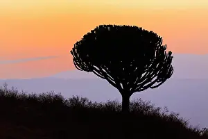 Euphorbia: Candelabra Tree silhouetted at sunrise