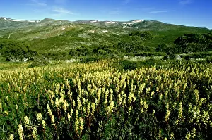 Candle: Candle heath (Richea continentis) at Charlottes