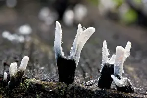 Candle: Candle-snuff fungus - in Great Wood