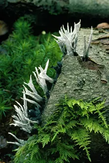 Candle: Candle-snuff / Stag Horn Fungi - poisonous. Growing