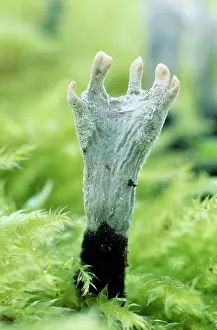 Candle: Candle-snuff / Stag's horn Fungi - growing on tree stump