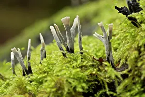 Clump: Candlesnuff Fungus on mossy log Autumn Wilts, UK