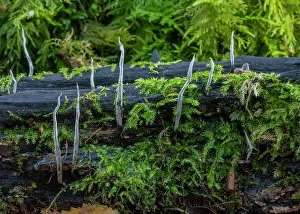 Eukaryotes: Candlesnuff fungus, Xylaria hypoxylon, growing o