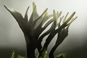 Waterleidingduinen: Candlestick fungus