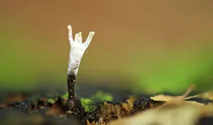 Xylaria: Candlestick fungus