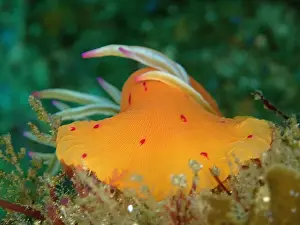 Kwazulu: Candy Cane Anemone (Korsaranthus natalensis). Aliwal