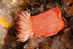 Kwazulu: Candy Cane Anemone (Korsaranthus natalensis) Sea