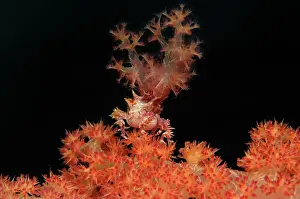 Candy: Candy crab