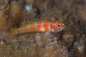 Straits: Candycane Dwarfgoby with Copepod