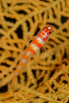 Stripe: Candycane Dwarfgoby in coral - Dai North dive site, Dai