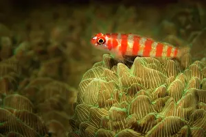 Alcyonaria: Candycane Pygmy Goby