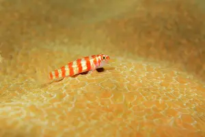 Alcyonaria: Candycane Pygmy Goby