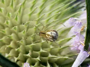 Teasel: Candystripe Spider - on teasel flower - UK