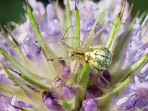 Teasel: Candystripe Spider - on teasel flower - UK