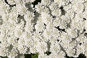 Sempervirens: Candytuft, Evergreen Candytuft