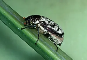 Beetles: CANE BEETLE - sugar cane pest