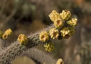 Cholla: Cane Cholla - in fruit
