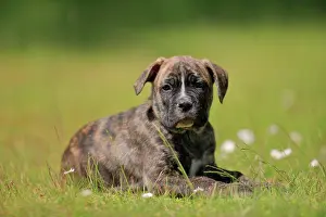 Boxer: Cane Corso Boxer mix Domestic dog (Canis lupus familiaris)