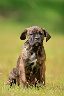 Boxer: Cane Corso Boxer mix Domestic dog (Canis lupus familiaris)