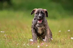 Boxer: Cane Corso Boxer mix Domestic dog (Canis lupus familiaris)