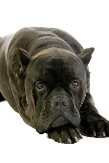 Depression: CANE CORSO, A DOG BREED FROM ITALY, ADULT LAYING