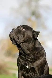 Corso: CANE CORSO, A DOG BREED FROM ITALY, PORTRAIT OF ADULT