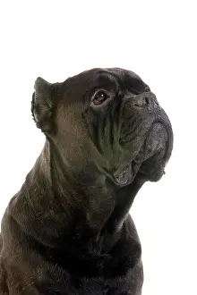 Corso: Cane Corso, Dog Breed from Italy, Portrait of Adult