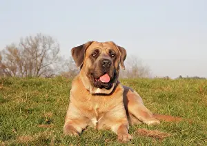 Corso: Cane Corso, Italian breed of dog, lying on a meadow