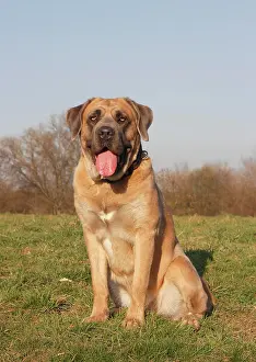 Corso: Cane Corso, Italian breed of dog, sitting on a meadow
