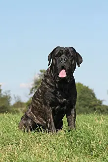 Corso: Cane Corso, Italian Corso, sitting on a lawn Cane