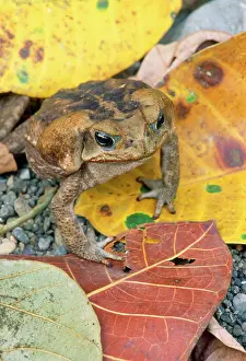 Marinus: Cane / Giant / Marine Toad
