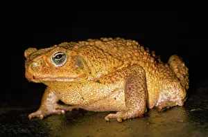 Marinus: Cane / Giant / Marine Toad