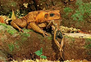 Cane/ Giant / Marine Toad - Eating tree frog