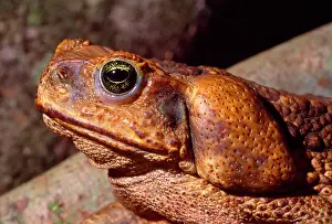 Gland: Cane / Giant / Marine Toad - parotid gland containing