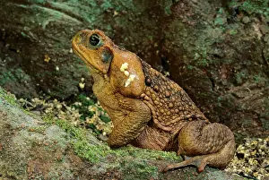 Glands: Cane / Giant / Marine Toad - with venom from paratoid