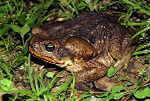 Marinus: Cane or Marine Toad