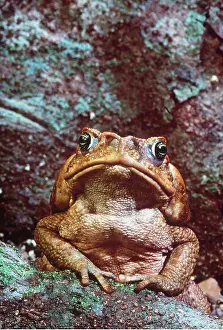 Toads: Cane / Marine TOAD