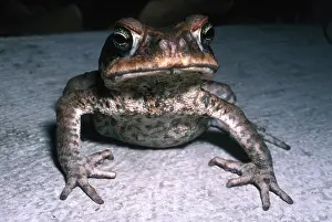 Ugly: Cane / Marine TOAD - C/U