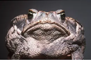 Ugly: Cane / Marine TOAD - C/U head