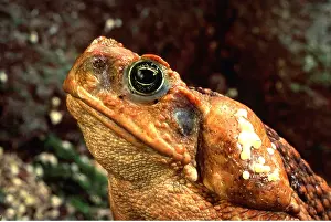 Toads: Cane / Marine TOAD - close-up of head, secretes